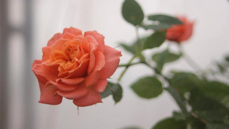 Соцконтракт помог жительнице Предгорного округа наладить тепличное производство цветов