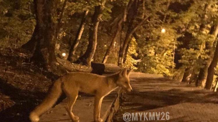 Жители Пятигорска встретились в лесу с рыжей лисицей