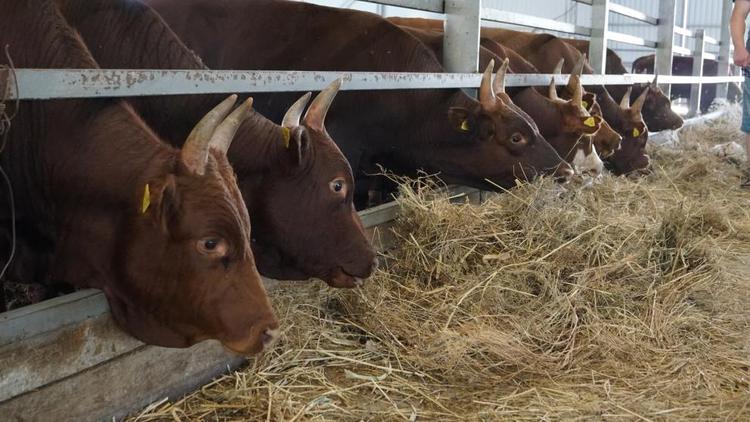 На Ставрополье растёт объём производства говядины