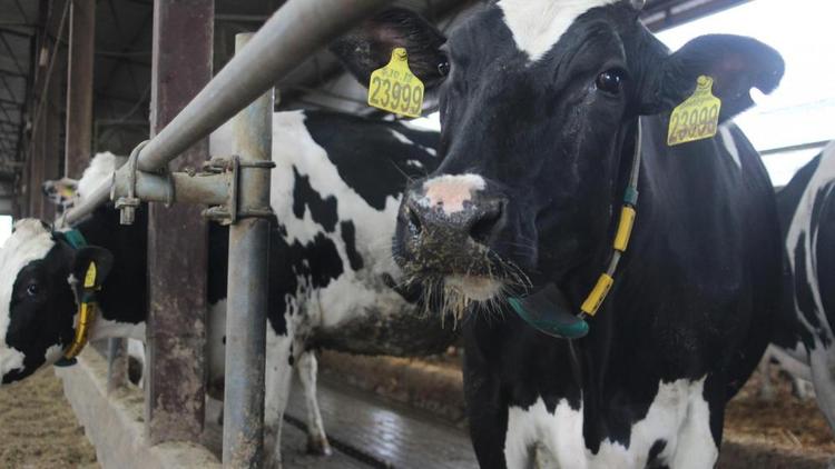Молочная ферма из Кочубеевского округа нарастит поголовье коров до полутысячи