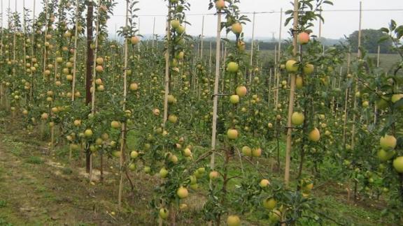 В Кочубеевском районе появится плодохранилище вместимостью пять тысяч тонн