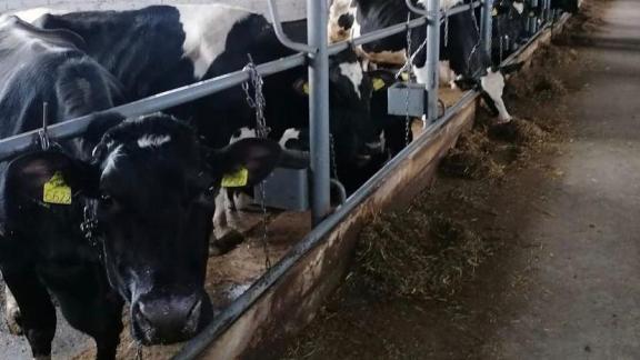 Житель Ставрополья реконструировал молочную ферму с помощью господдержки