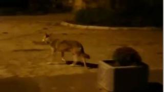 Прохожий встретил одинокую волчицу на улице в Ставрополе