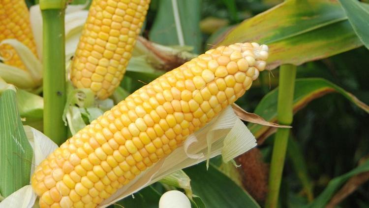Селекционеры Ставрополья создают отечественные сорта кукурузы