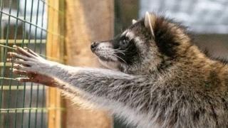 Животные в закрытых зоопарках Ставрополья нуждаются в помощи