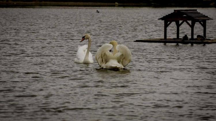 В Невинномысске в озеро Парка Победы выпустили лебедей