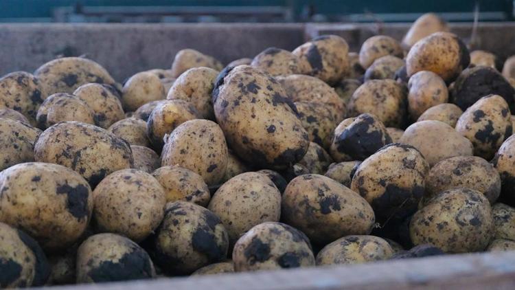 На Ставрополье убирают картофель