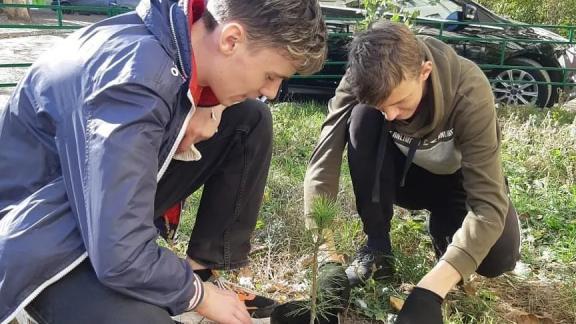 На Ставрополье в посёлке Нежинском высадили сибирские кедры