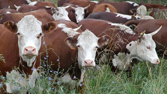 Перспективы развития мясного скотоводства обсудили в минсельхозе Ставрополья