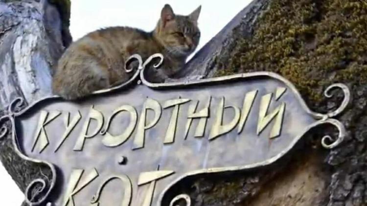 В Железноводске у курортных котов появятся собственные домики