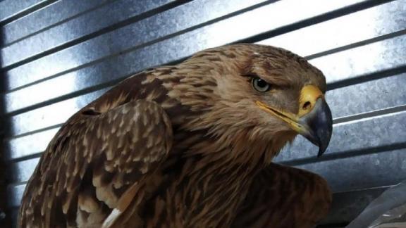 В Будённовске спасли раненого орла