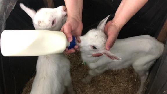 На Ставрополье освоили новую технологию выхаживания новорожденных козлят