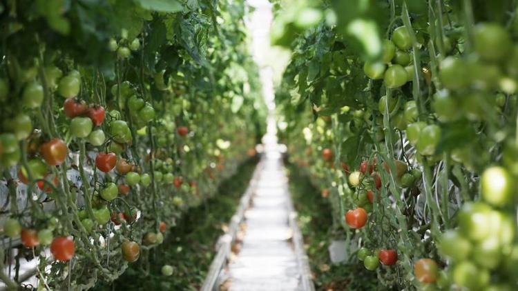 На Ставрополье отмечается рост производства тепличных овощей