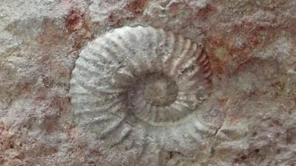 В Кисловодске нашли окаменелости древнего океана Тетис