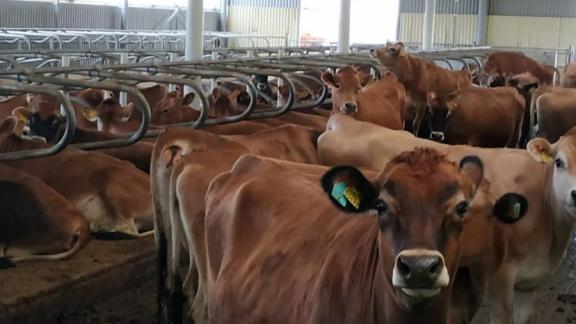 Ставрополье получит более 400 млн рублей на поддержку молочного животноводства