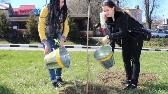 Более 200 деревьев высадят на аллеях Славы в Кисловодске