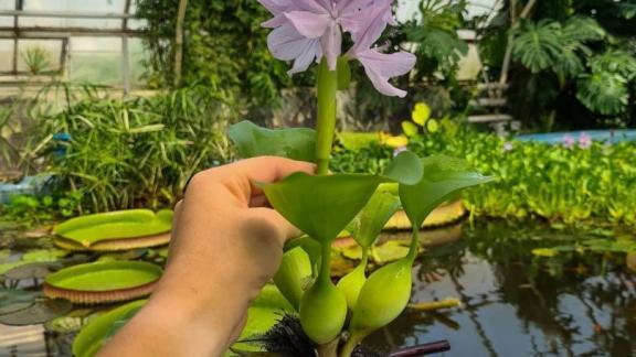 В ставропольском ботаническом саду расцвёл водяной гиацинт