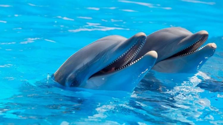 Дельфинам Кавминводского океанариума окажут помощь охотники Ставрополья