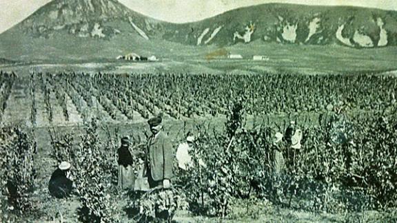 История виноградарства и виноделия на Ставрополье