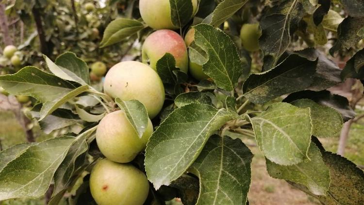 Новые условия страхования садов появятся для аграриев Ставрополья