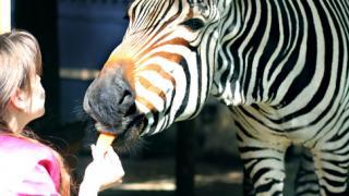 В Ставропольском зоопарке «Берендеево» появилась зебра