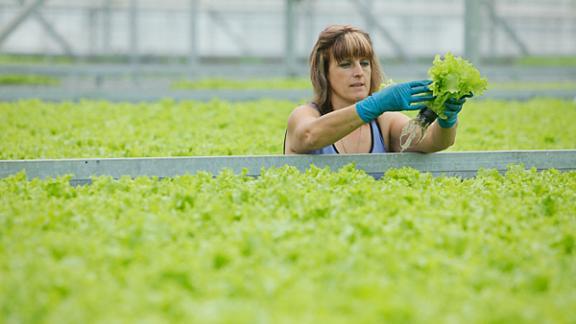 Тепличный комплекс «Долина Ставрополья» скоро будет выращивать салат