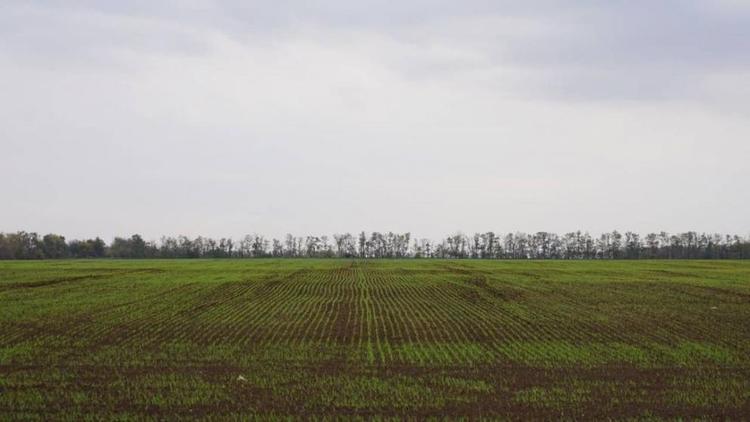 Аграрии Грачёвского округа Ставрополья завершили уборку подсолнечника и кукурузы