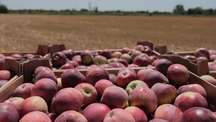 Предприятия Ставрополья приступили к переработке яблок