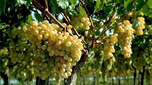 В Левокумском районе завершают восстановление виноградников после градобоя