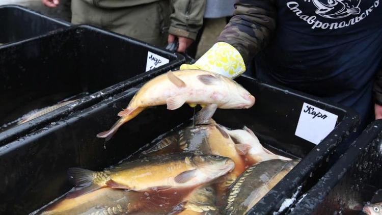 Живую рыбу предложат покупателям на ярмарках выходного дня в Ставрополе
