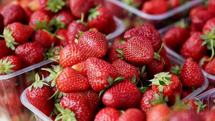 На Ставрополье собрано почти 600 тонн плодово-ягодной продукции