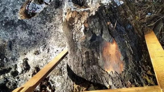 На Ставрополье от возгорания пострадало более 250 деревьев
