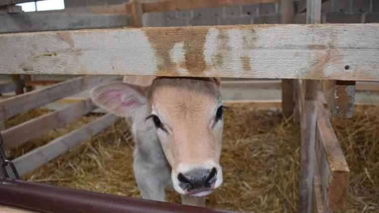 В Андроповском районе открылась современная молочно-товарная ферма на 120 коров