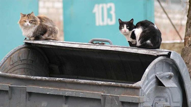 Жителям Ставрополья разъяснили, как можно сделать перерасчёт за вывоз мусора