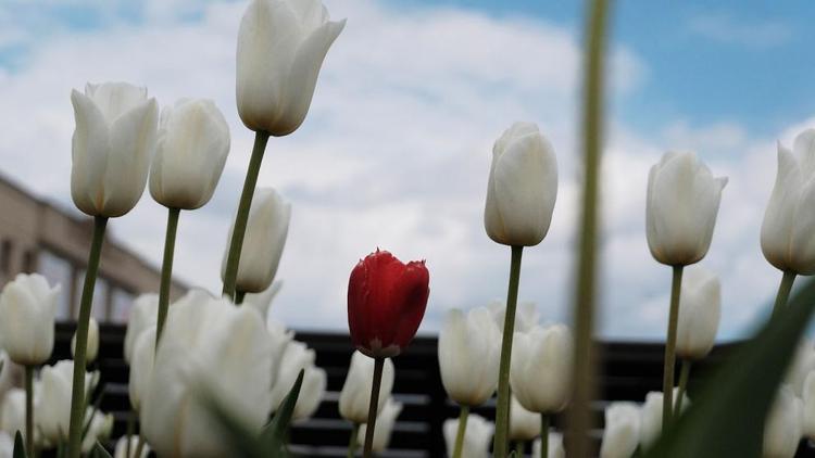 Сразу 60 тысяч цветов будут выращивать в новом тепличном комплексе «Горзеленстроя» Ставрополя