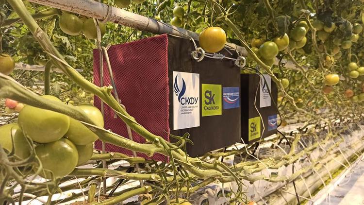 Учёные СКФУ повышают урожайность томатов с помощью звука