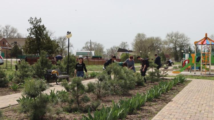 Более 200 деревьев и кустов высадили в парке села Большая Джалга на Ставрополье