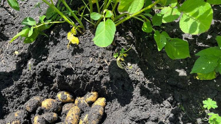 В Предгорном округе Ставрополья стартовала уборка раннего картофеля