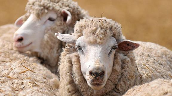 Делегация Национального союза овцеводов побывала в Дагестане