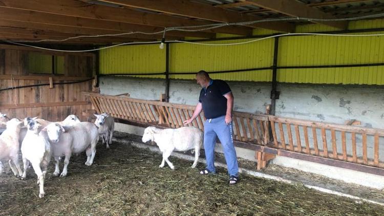 На Ставрополье растёт поголовье мясошерстной породы овец