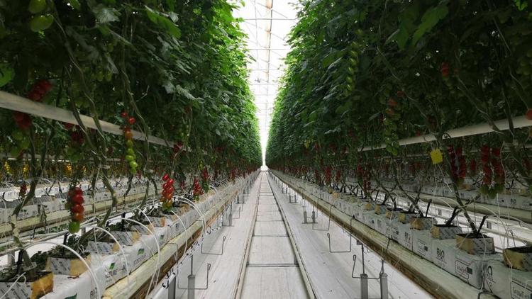 На Ставрополье в 2022 году в теплицах уже произвели более 24 тысяч тонн овощей