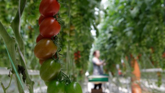 Новый инвестпроект на Ставрополье обеспечит томатами регионы СКФО