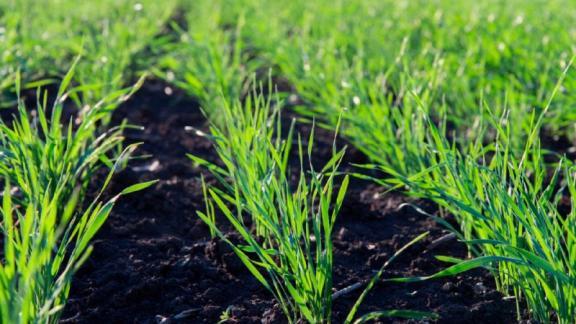 Более 9 тысяч га посевов обработано от грызунов и болезней в Андроповском округе