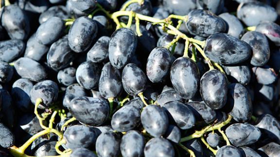 В Предгорном районе развивается промышленное виноградарство