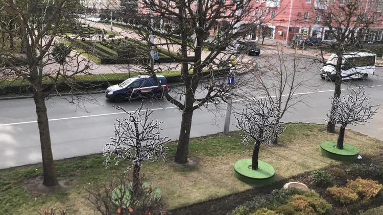 В центре Ставрополя установили пять светящихся деревьев