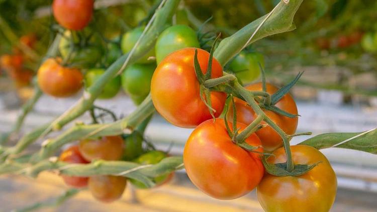 Ставрополье вышло в лидеры по сбору тепличных томатов