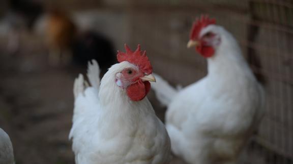На 13,3 процента больше мяса птицы произвели на Ставрополье
