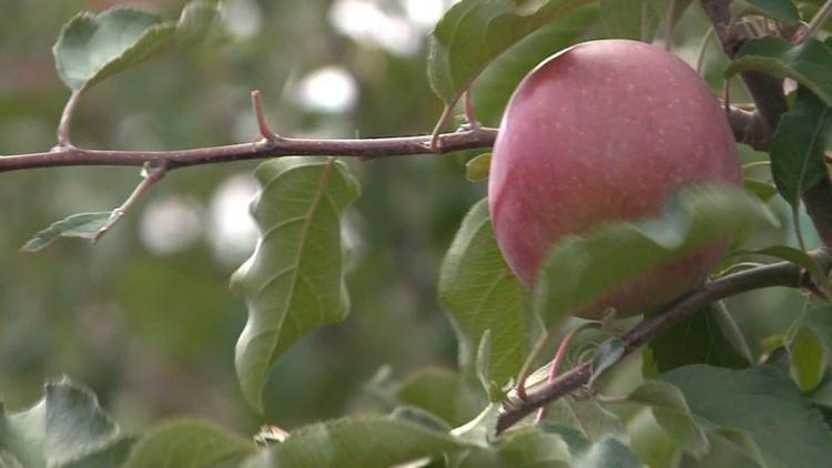 Треть от запланированного урожая яблок собрали на Ставрополье