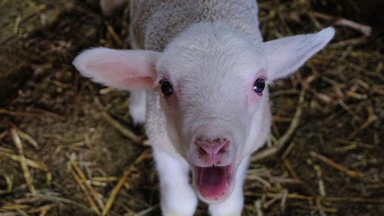 В хозяйствах Ипатовского округа Ставрополья завершается ягнение овец