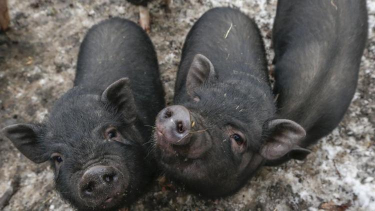 Семейство своенравных свиней живёт в зоопарке Ставрополя